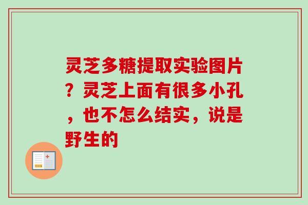 灵芝多糖提取实验图片?灵芝上面有很多小孔,也不怎么结实,说是野生的 灵芝多糖提取实验图片?灵芝上面有很多小孔,也不怎么结实,说是野生的