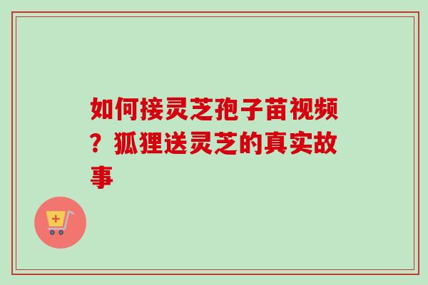 如何接灵芝孢子苗视频？狐狸送灵芝的真实故事