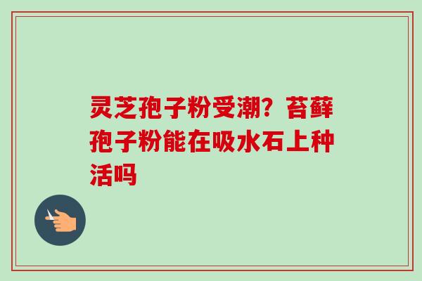 灵芝孢子粉受潮?苔藓孢子粉能在吸水石上种活吗 灵芝孢子粉受潮?苔藓孢子粉能在吸水石上种活吗