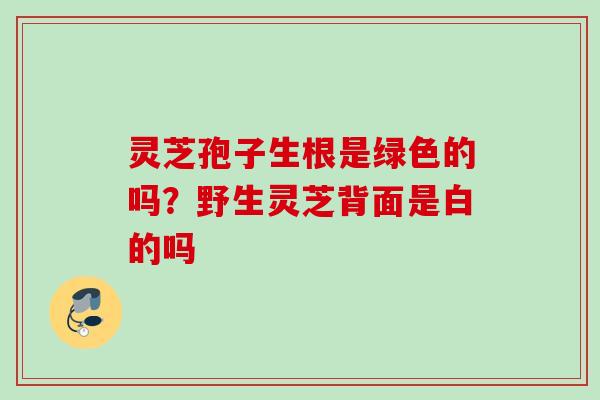 灵芝孢子生根是绿色的吗？野生灵芝背面是白的吗