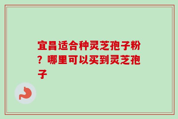 宜昌适合种灵芝孢子粉?哪里可以买到灵芝孢子 宜昌适合种灵芝孢子粉?哪里可以买到灵芝孢子