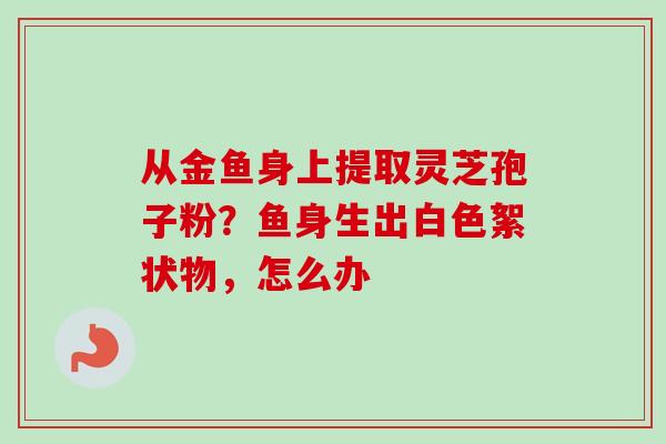 从金鱼身上提取灵芝孢子粉?鱼身生出白色絮状物,怎么办 从金鱼身上提取灵芝孢子粉?鱼身生出白色絮状物,怎么办
