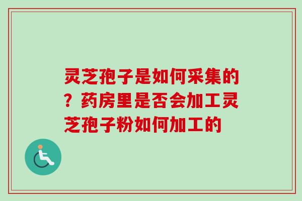 灵芝孢子是如何采集的?药房里是否会加工灵芝孢子粉如何加工的 灵芝孢子是如何采集的?药房里是否会加工灵芝孢子粉如何加工的