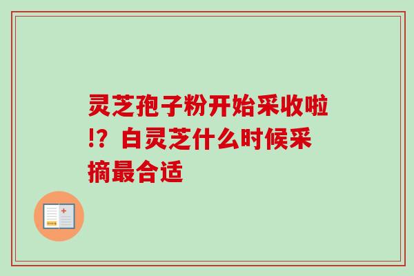 灵芝孢子粉开始采收啦!？白灵芝什么时候采摘合适