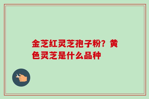金芝红灵芝孢子粉？黄色灵芝是什么品种