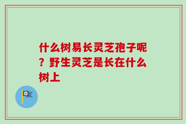 什么树易长灵芝孢子呢？野生灵芝是长在什么树上