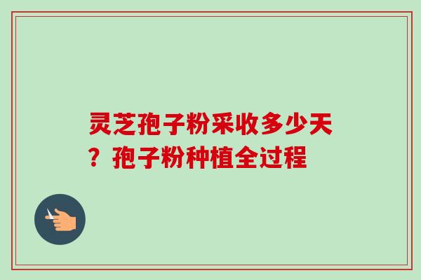 灵芝孢子粉采收多少天？孢子粉种植全过程