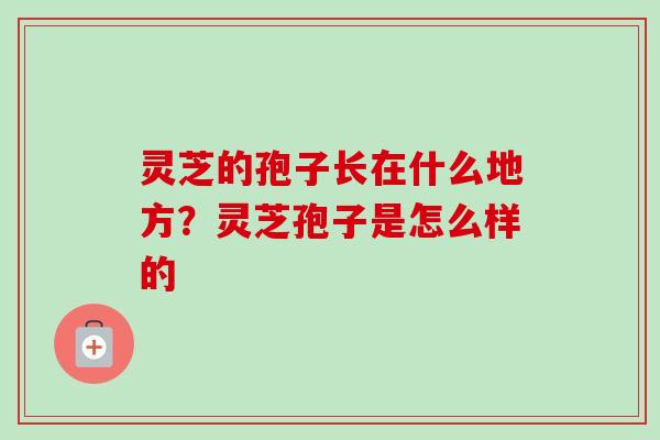 灵芝的孢子长在什么地方？灵芝孢子是怎么样的