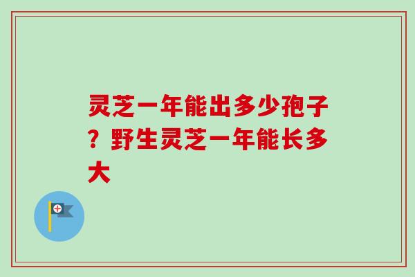灵芝一年能出多少孢子?野生灵芝一年能长多大 灵芝一年能出多少孢子?野生灵芝一年能长多大