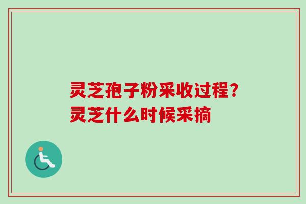 灵芝孢子粉采收过程?灵芝什么时候采摘 灵芝孢子粉采收过程?灵芝什么时候采摘