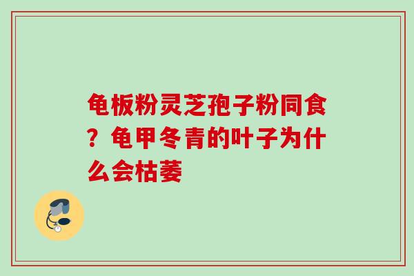 龟板粉灵芝孢子粉同食?龟甲冬青的叶子为什么会枯萎 龟板粉灵芝孢子粉同食?龟甲冬青的叶子为什么会枯萎