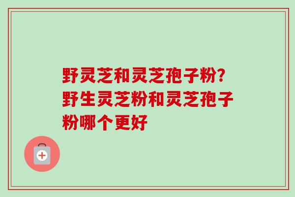 野灵芝和灵芝孢子粉?野生灵芝粉和灵芝孢子粉哪个更好 野灵芝和灵芝孢子粉?野生灵芝粉和灵芝孢子粉哪个更好