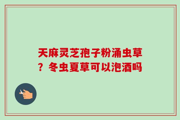 天麻灵芝孢子粉涌虫草?冬虫夏草可以泡酒吗 天麻灵芝孢子粉涌虫草?冬虫夏草可以泡酒吗