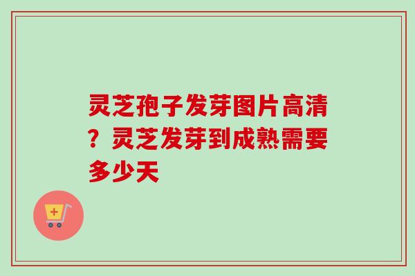 灵芝孢子发芽图片高清？灵芝发芽到成熟需要多少天