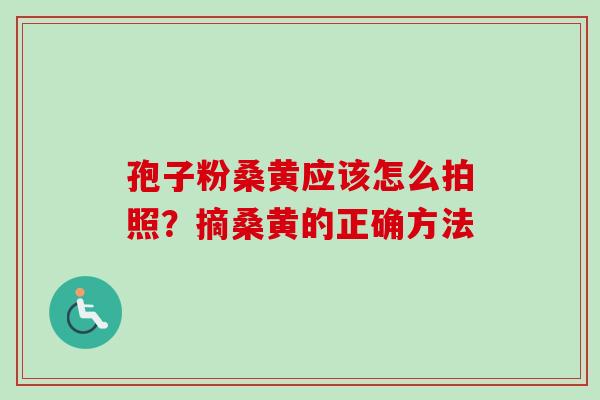 孢子粉桑黄应该怎么拍照?摘桑黄的正确方法 孢子粉桑黄应该怎么拍照?摘桑黄的正确方法