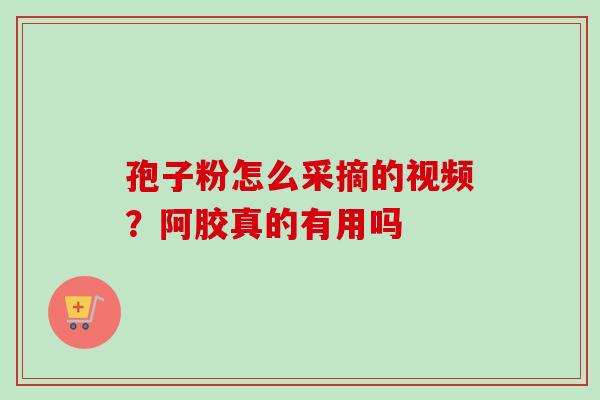孢子粉怎么采摘的视频?阿胶真的有用吗 孢子粉怎么采摘的视频?阿胶真的有用吗