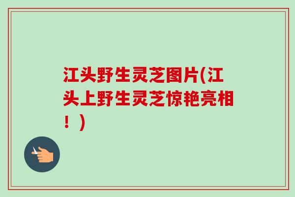 江头野生灵芝图片(江头上野生灵芝惊艳亮相!) 江头野生灵芝图片(江头上野生灵芝惊艳亮相!)