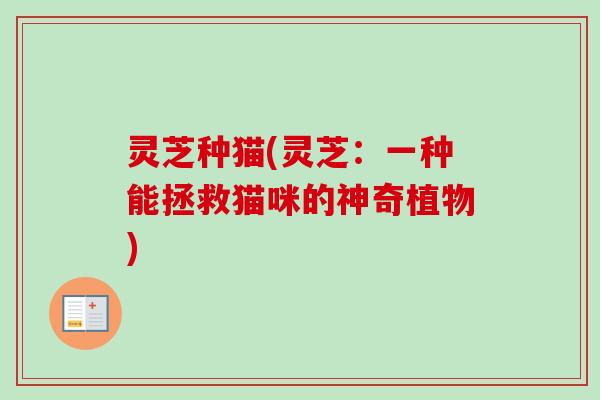 灵芝种猫(灵芝:一种能拯救猫咪的神奇植物) 灵芝种猫(灵芝:一种能拯救猫咪的神奇植物)
