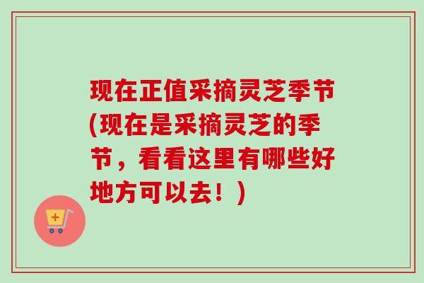 现在正值采摘灵芝季节(现在是采摘灵芝的季节,看看这里有哪些好地方可以去!) 现在正值采摘灵芝季节(现在是采摘灵芝的季节,看看这里有哪些好地方可以去!)