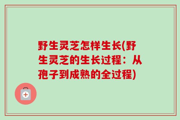 野生灵芝怎样生长(野生灵芝的生长过程:从孢子到成熟的全过程) 野生灵芝怎样生长(野生灵芝的生长过程:从孢子到成熟的全过程)