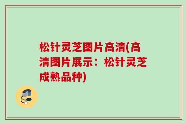 松针灵芝图片高清(高清图片展示:松针灵芝成熟品种) 松针灵芝图片高清(高清图片展示:松针灵芝成熟品种)