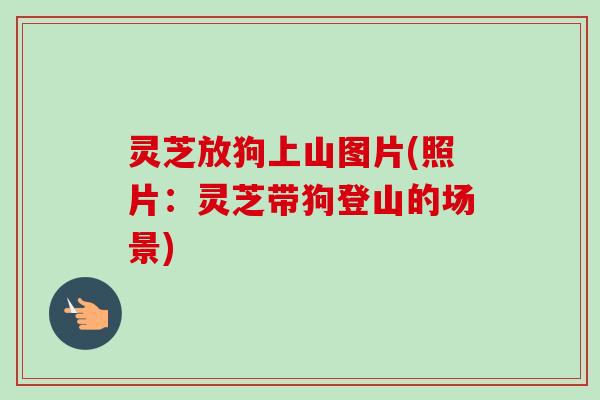 灵芝放狗上山图片(照片:灵芝带狗登山的场景) 灵芝放狗上山图片(照片:灵芝带狗登山的场景)