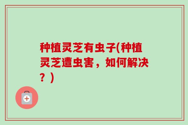 种植灵芝有虫子(种植灵芝遭虫害，如何解决？)
