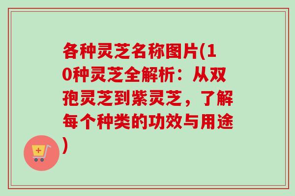 各种灵芝名称图片(10种灵芝全解析:从双孢灵芝到紫灵芝,了解每个种类的功效与用途) 各种灵芝名称图片(10种灵芝全解析:从双孢灵芝到紫灵芝,了解每个种类的功效与用途)