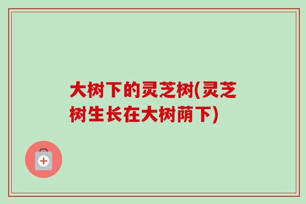大树下的灵芝树(灵芝树生长在大树荫下) 大树下的灵芝树(灵芝树生长在大树荫下)