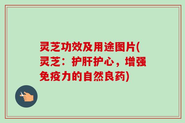 灵芝功效及用途图片(灵芝：护心，增强免疫力的自然良药)