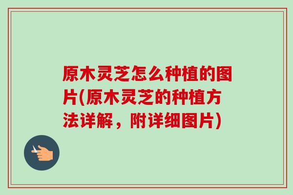 原木灵芝怎么种植的图片(原木灵芝的种植方法详解,附详细图片) 原木灵芝怎么种植的图片(原木灵芝的种植方法详解,附详细图片)