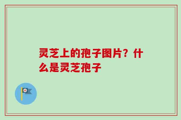 灵芝上的孢子图片?什么是灵芝孢子 灵芝上的孢子图片?什么是灵芝孢子