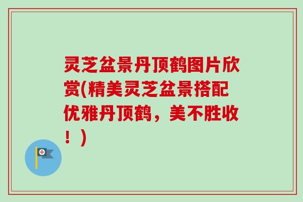 灵芝盆景丹顶鹤图片欣赏(精美灵芝盆景搭配优雅丹顶鹤，美不胜收！)