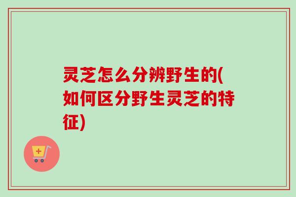 灵芝怎么分辨野生的(如何区分野生灵芝的特征) 灵芝怎么分辨野生的(如何区分野生灵芝的特征)