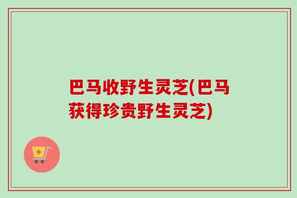 巴马收野生灵芝(巴马获得珍贵野生灵芝) 巴马收野生灵芝(巴马获得珍贵野生灵芝)