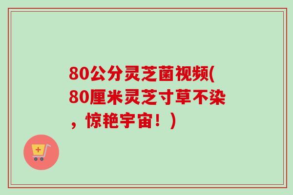 80公分灵芝菌视频(80厘米灵芝寸草不染,惊艳宇宙!) 80公分灵芝菌视频(80厘米灵芝寸草不染,惊艳宇宙!)