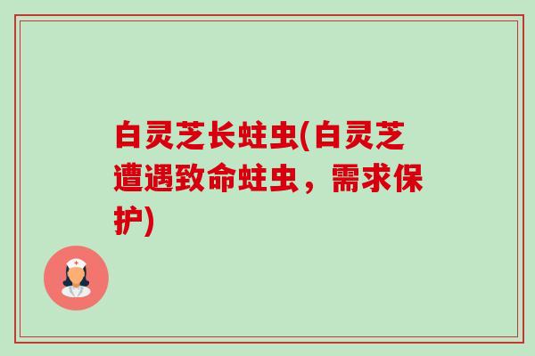 白灵芝长蛀虫(白灵芝遭遇致命蛀虫,需求保护) 白灵芝长蛀虫(白灵芝遭遇致命蛀虫,需求保护)