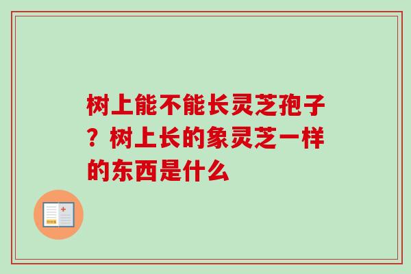 树上能不能长灵芝孢子？树上长的象灵芝一样的东西是什么
