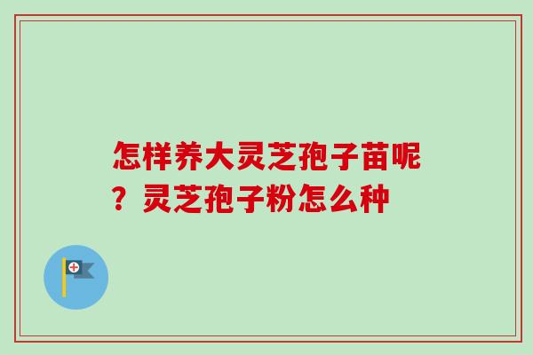 怎样养大灵芝孢子苗呢?灵芝孢子粉怎么种 怎样养大灵芝孢子苗呢?灵芝孢子粉怎么种