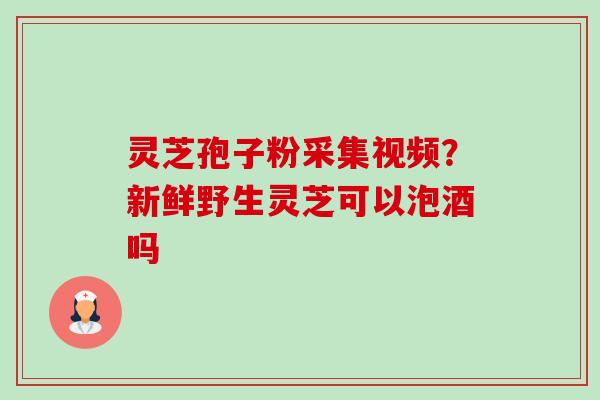灵芝孢子粉采集视频?新鲜野生灵芝可以泡酒吗 灵芝孢子粉采集视频?新鲜野生灵芝可以泡酒吗