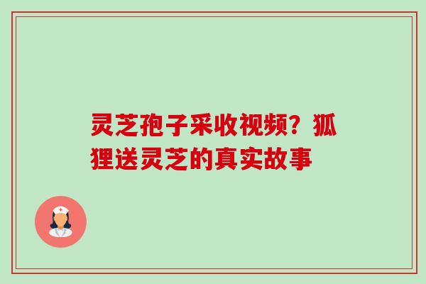 灵芝孢子采收视频?狐狸送灵芝的真实故事 灵芝孢子采收视频?狐狸送灵芝的真实故事