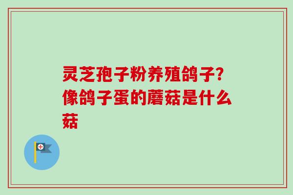 灵芝孢子粉养殖鸽子?像鸽子蛋的蘑菇是什么菇 灵芝孢子粉养殖鸽子?像鸽子蛋的蘑菇是什么菇