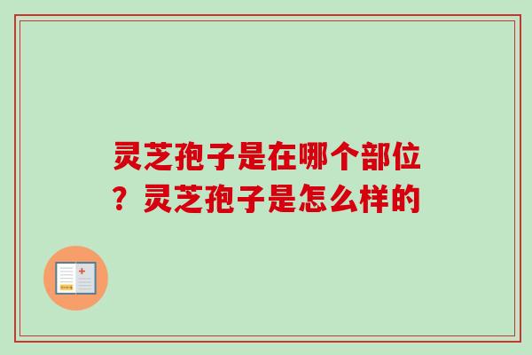 灵芝孢子是在哪个部位?灵芝孢子是怎么样的 灵芝孢子是在哪个部位?灵芝孢子是怎么样的