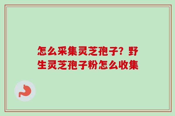 怎么采集灵芝孢子？野生灵芝孢子粉怎么收集
