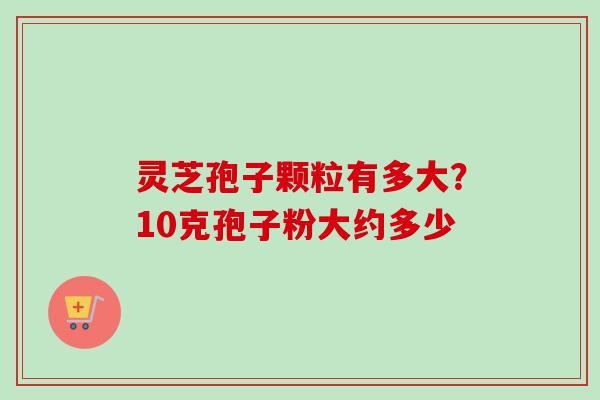灵芝孢子颗粒有多大？10克孢子粉大约多少