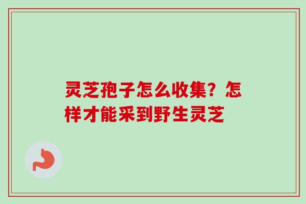 灵芝孢子怎么收集?怎样才能采到野生灵芝 灵芝孢子怎么收集?怎样才能采到野生灵芝