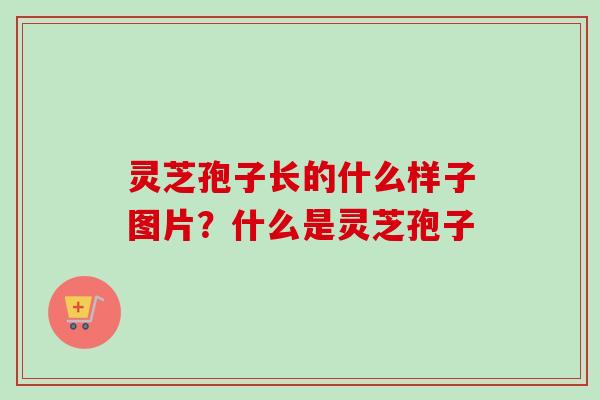 灵芝孢子长的什么样子图片?什么是灵芝孢子 灵芝孢子长的什么样子图片?什么是灵芝孢子