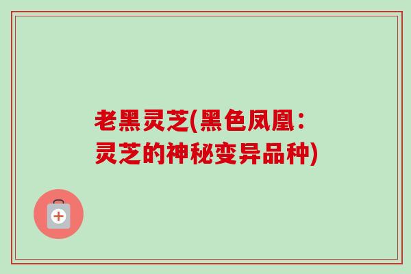 老黑灵芝(黑色凤凰:灵芝的神秘变异品种) 老黑灵芝(黑色凤凰:灵芝的神秘变异品种)