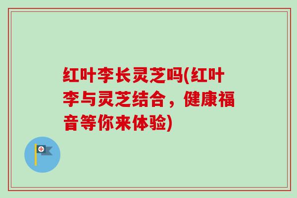 红叶李长灵芝吗(红叶李与灵芝结合,健康福音等你来体验) 红叶李长灵芝吗(红叶李与灵芝结合,健康福音等你来体验)