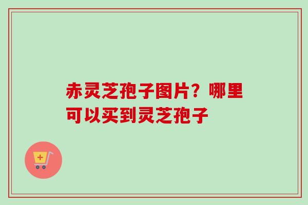 赤灵芝孢子图片？哪里可以买到灵芝孢子